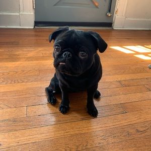 Meet your Posher, Kevin